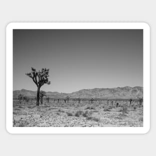 Joshua Tree Landscape Photo V4 Sticker